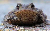 Common Toad (Bufo bufo)